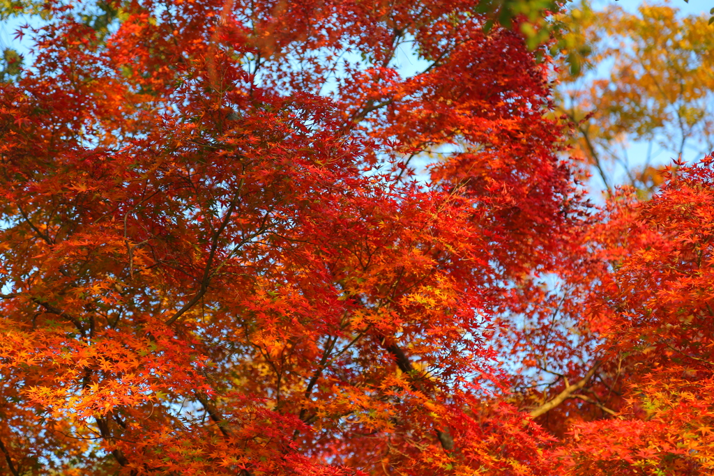 紅葉