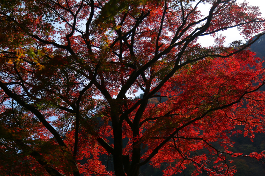 紅葉