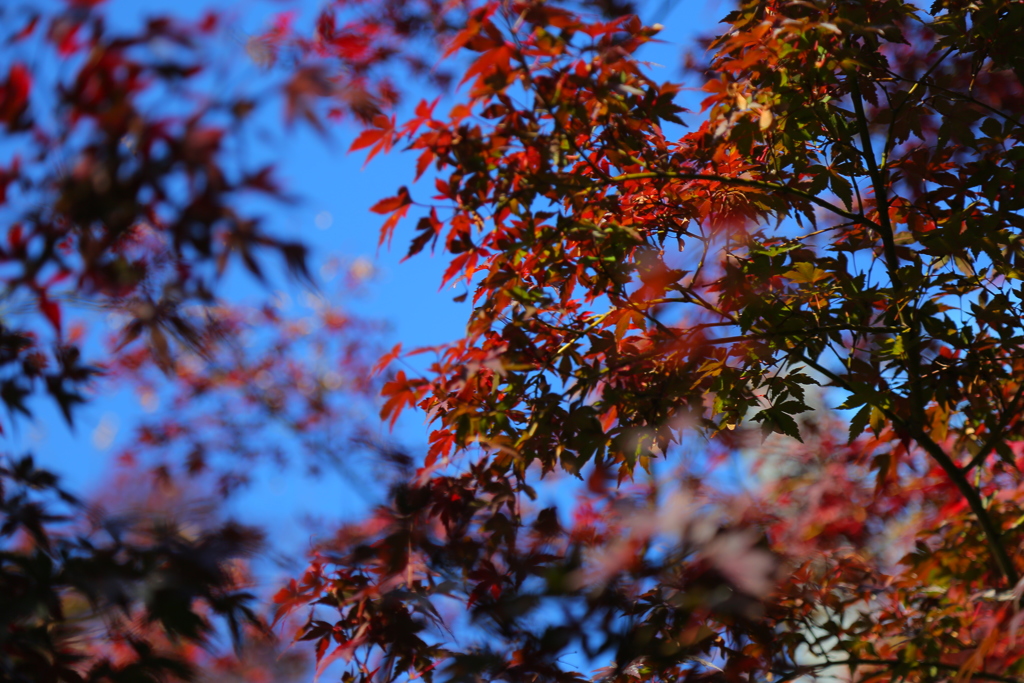 紅葉