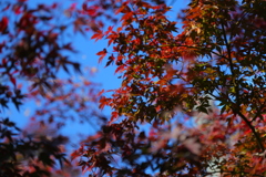 紅葉