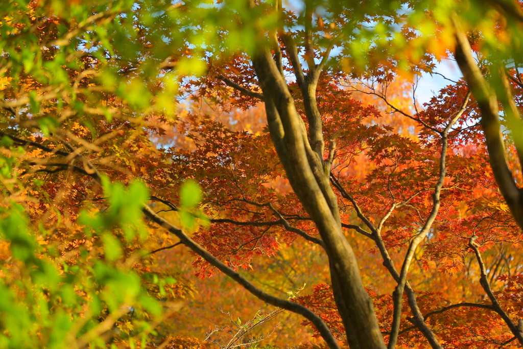 紅葉