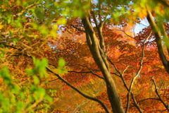 紅葉