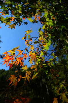 紅葉