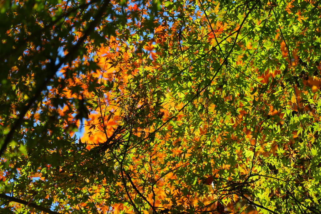 紅葉