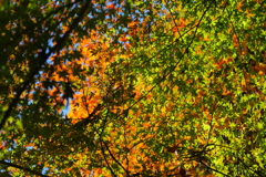 紅葉