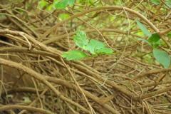 NatureGreen
