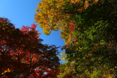紅葉