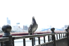 はと