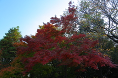 紅葉