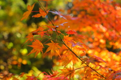 紅葉