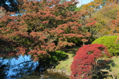 紅葉