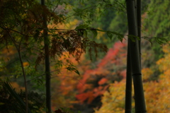 紅葉