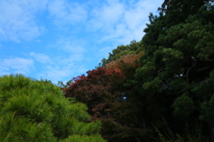 紅葉