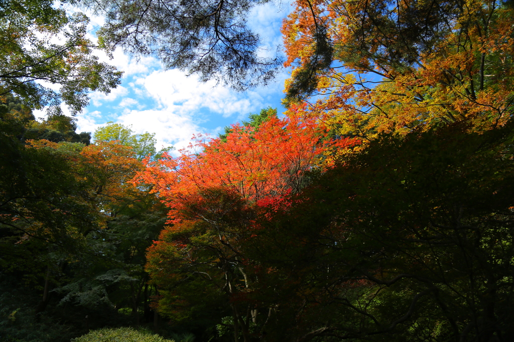 紅葉