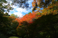 紅葉