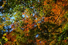 紅葉