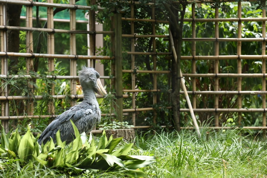 上野動物公園