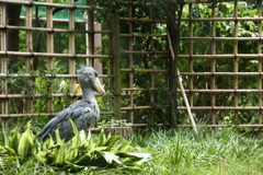 上野動物公園