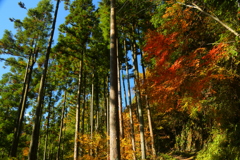 紅葉
