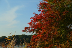 紅葉