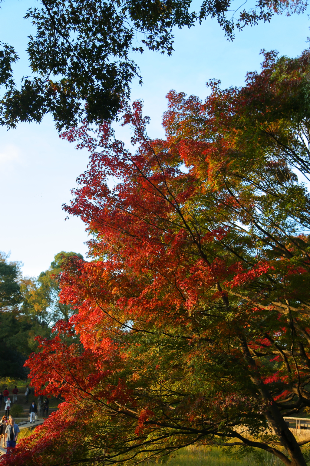 紅葉