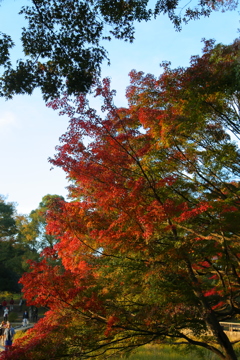 紅葉
