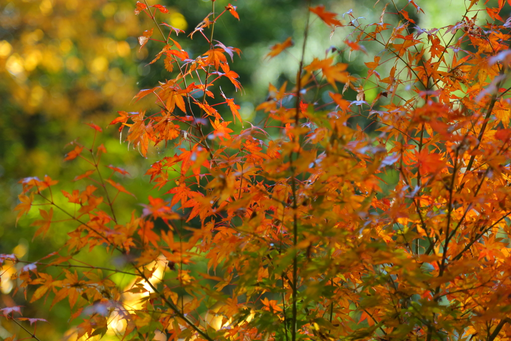 紅葉
