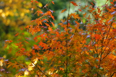 紅葉