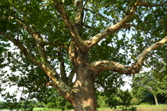 木々