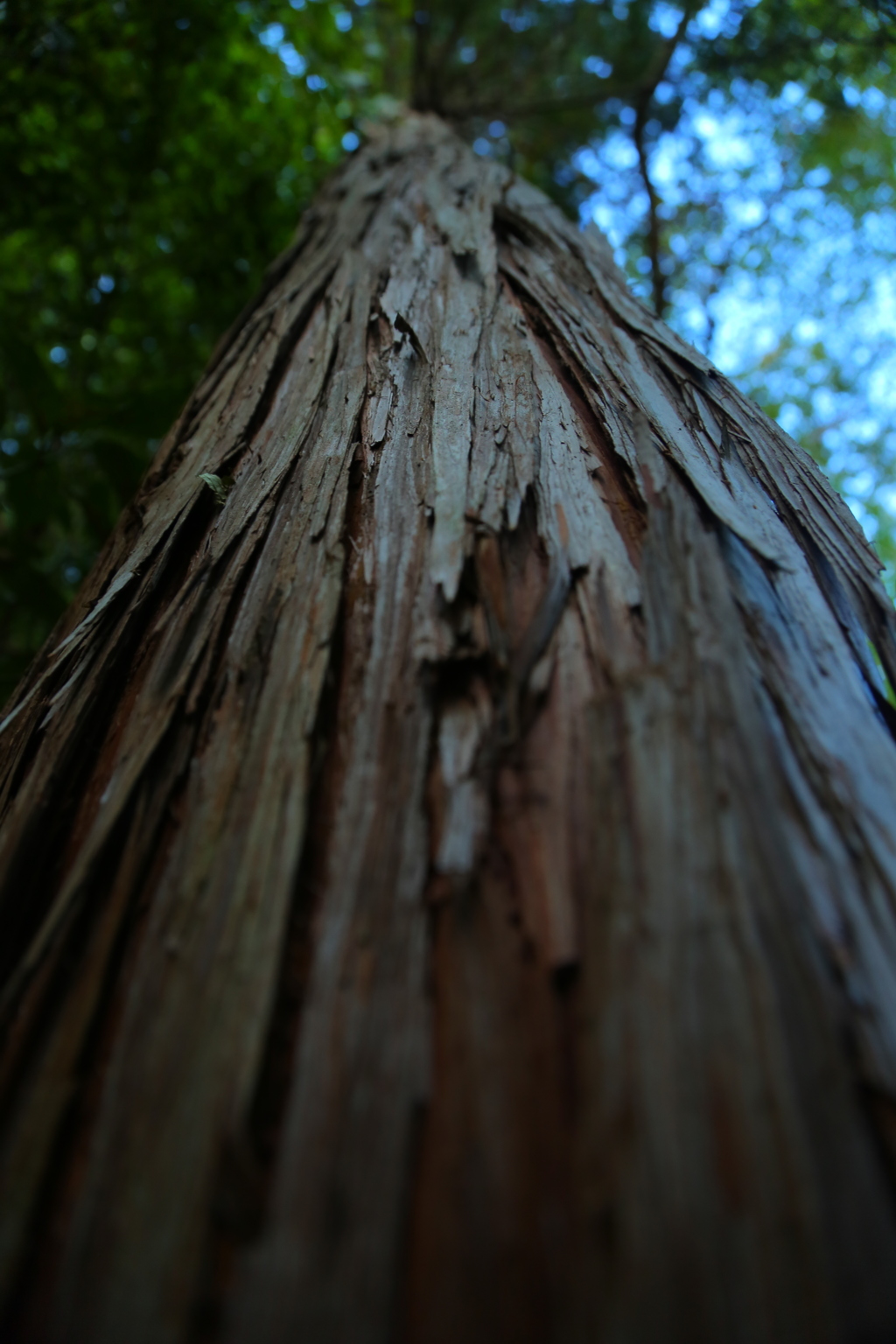 NaturePower