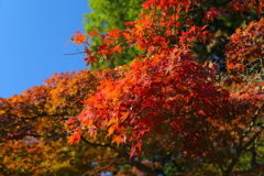 紅葉