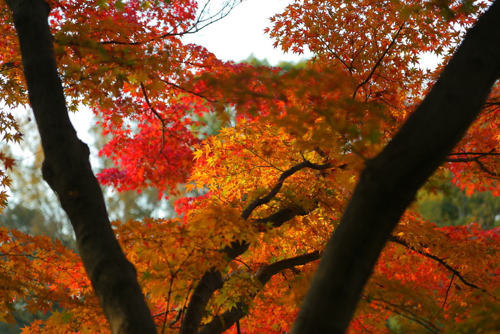 紅葉