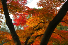 紅葉
