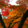 紅葉