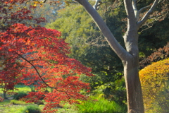 紅葉