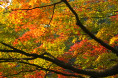 紅葉