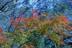 紅葉