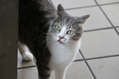 サバトラ猫