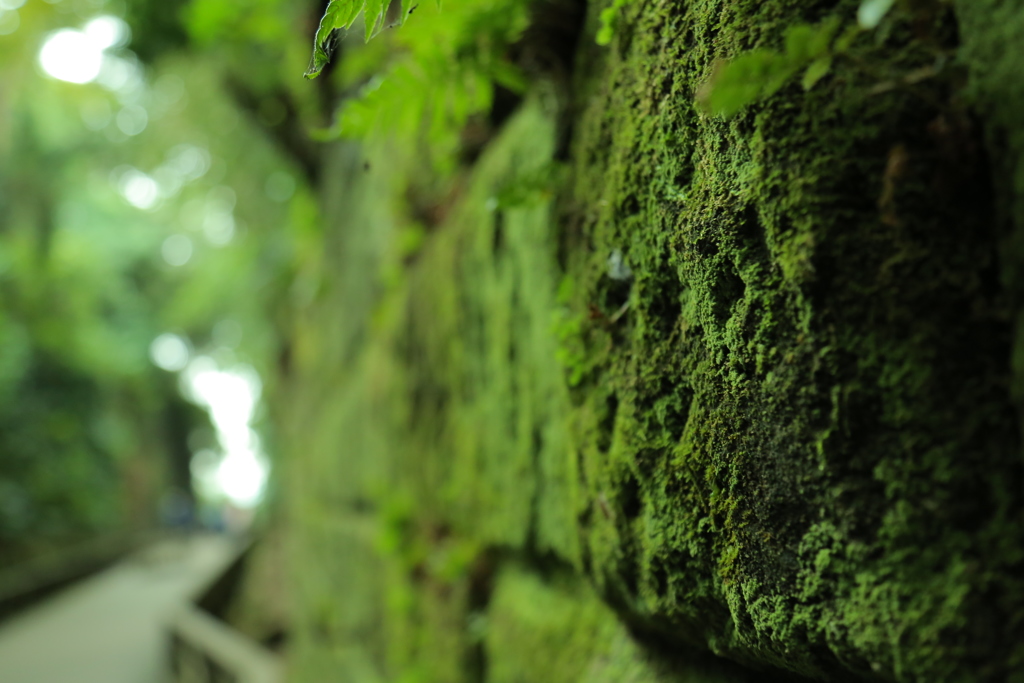 Nature