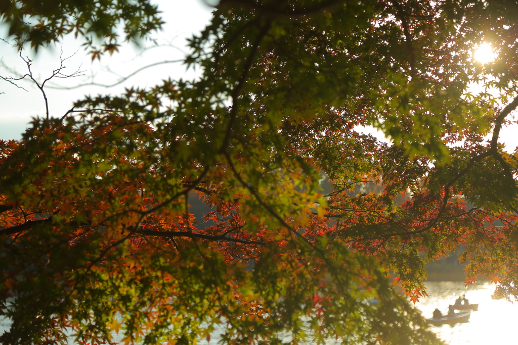 紅葉
