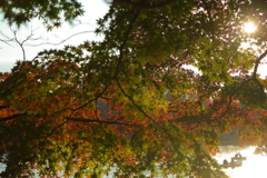 紅葉