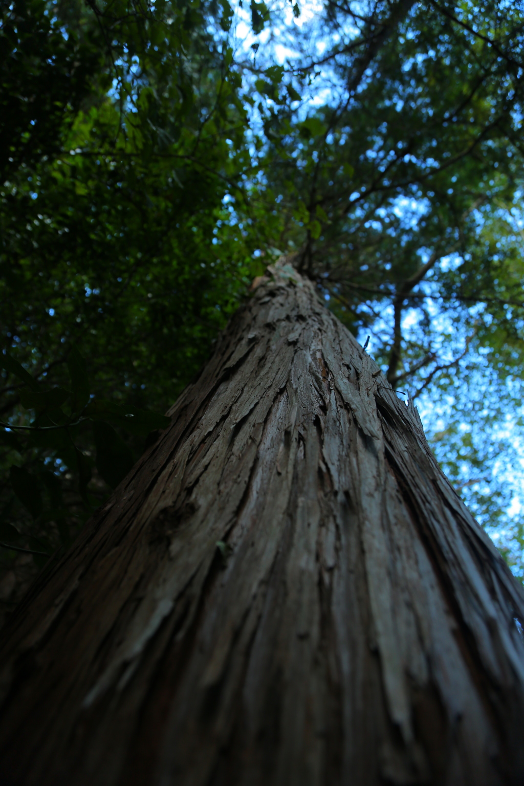 NaturePower