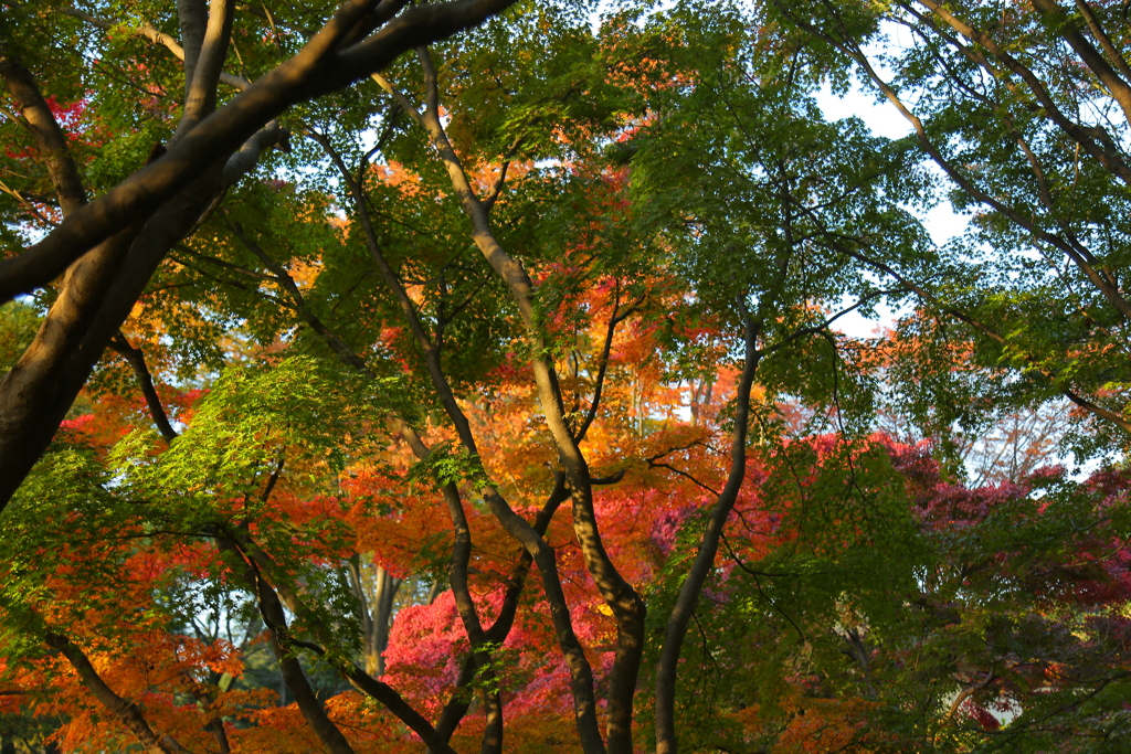 紅葉