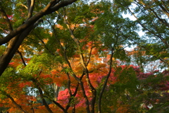 紅葉