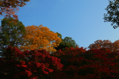 紅葉