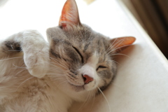 サバトラ猫