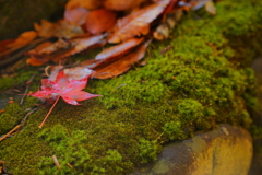 小さな紅葉