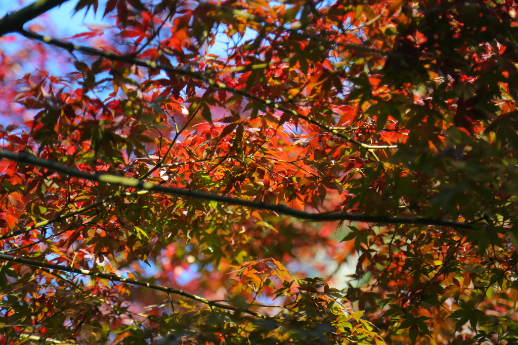 紅葉
