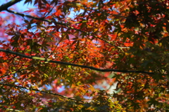 紅葉