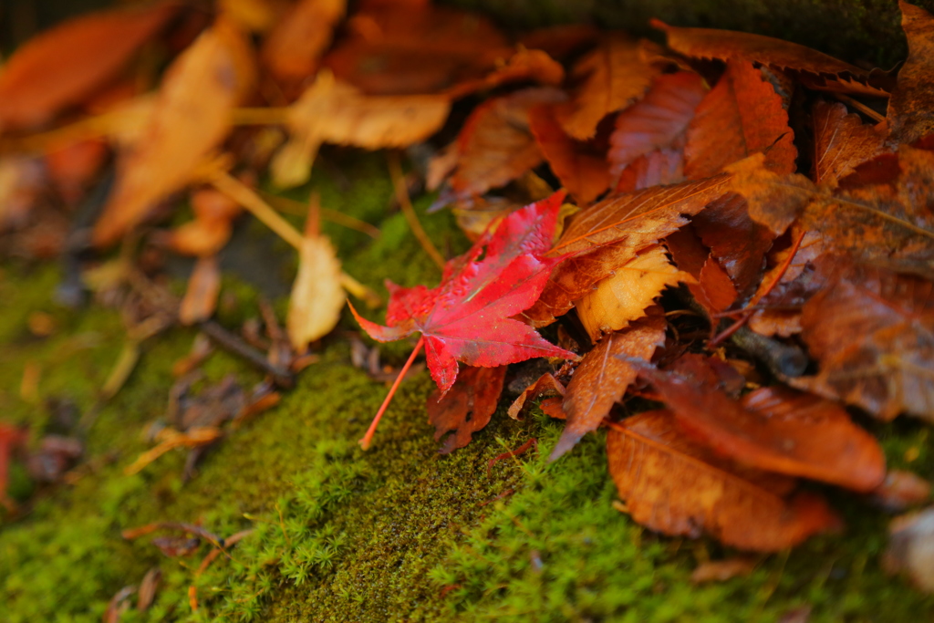 小さな紅葉